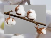 Cotton Source image 3